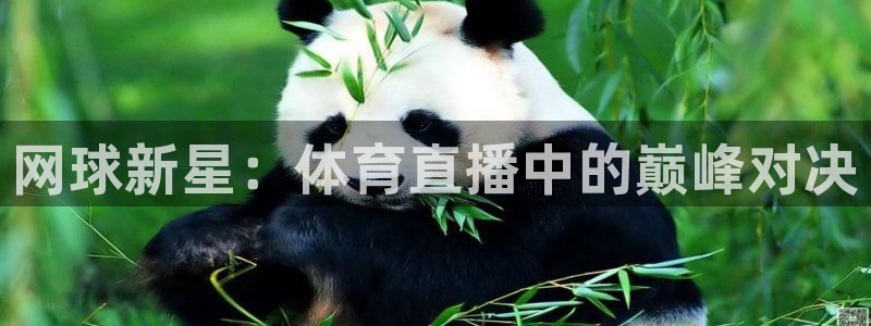 蜘蛛nba免费直播在线直播：网球新星：体育直播中的巅峰对决